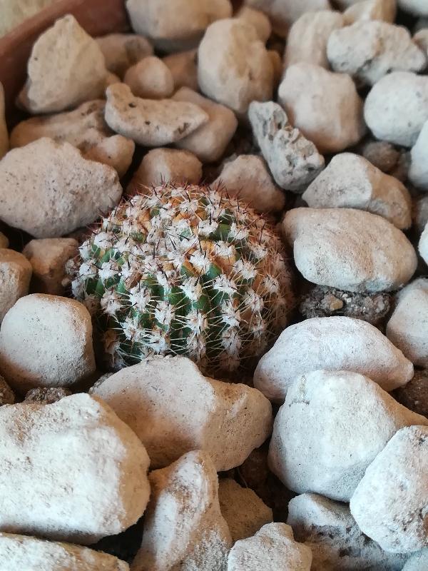 Echinopsis....jpg